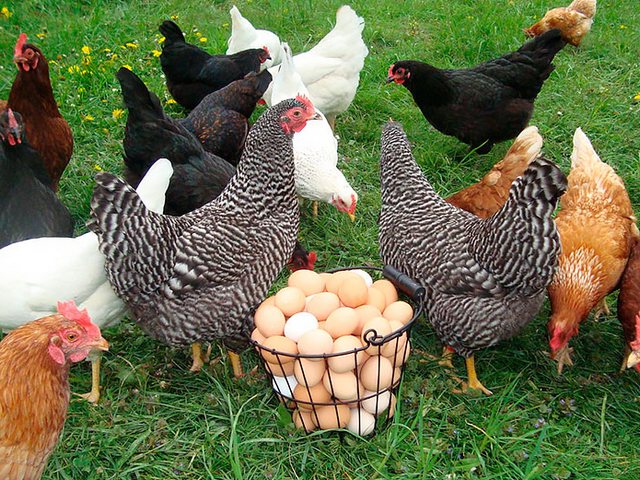 Содержание кур и уход за ними | ЗооТом - продажа, вязка и услуги для животных в Злынке