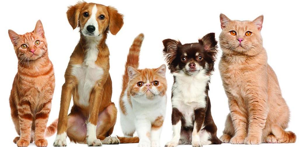 Доска объявлений о животных | ЗооТом - продажа, вязка и услуги для животных в Злынке