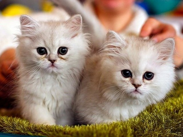 Породы кошек в Злынке | ЗооТом портал о животных