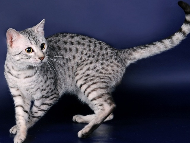Породы кошек в Злынке | ЗооТом портал о животных