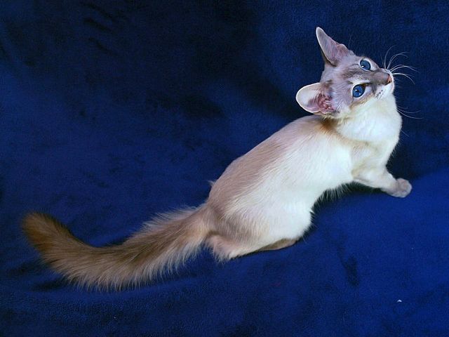 Выведенные породы кошек в Злынке | ЗооТом портал о животных