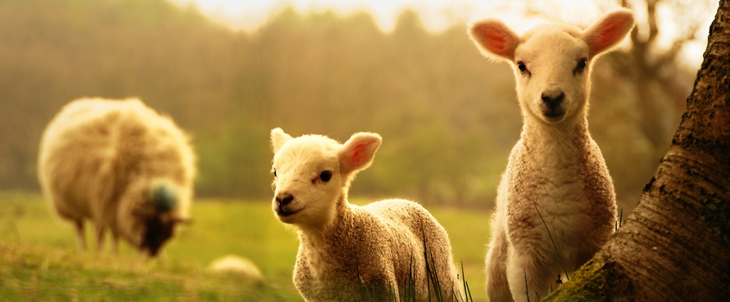 Объявления о сельскохозяйственных животных | ЗооТом - продажа, вязка и услуги для животных в Злынке