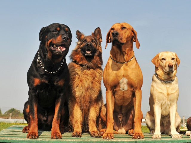 Крупные породы собак в Злынке | ЗооТом портал о животных