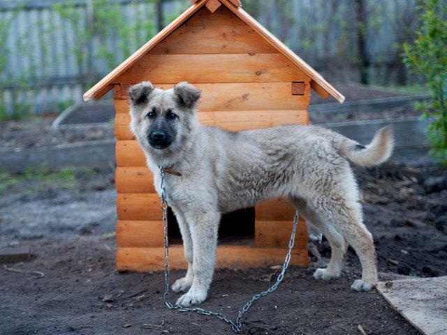 Все о собаках в Злынке Все о собаках в Злынке